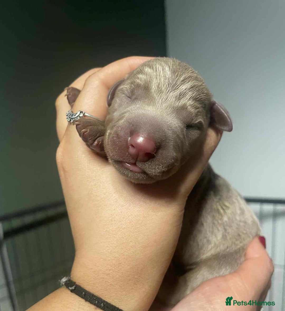 Dobermann dogs for sale: Chocolate & Isabella Doberman puppies for sale  - Advert 11