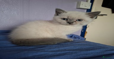 British Shorthair cats - Advert 2