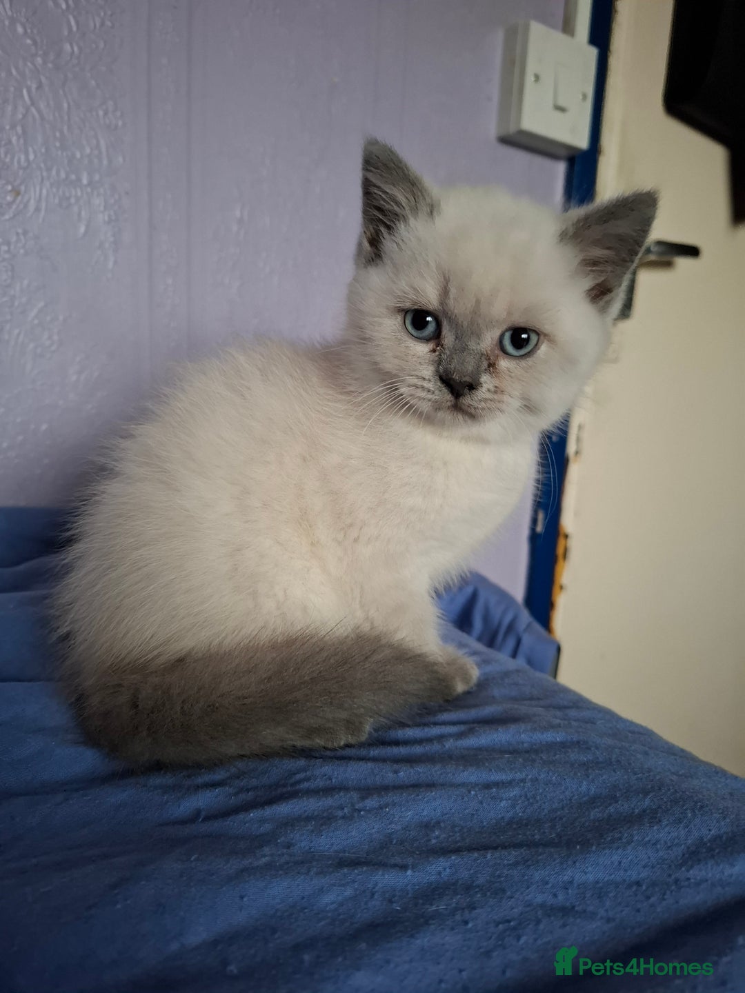 British Shorthair cats for sale: 4 Male British Shorthair Kittens For Sale - Image 3