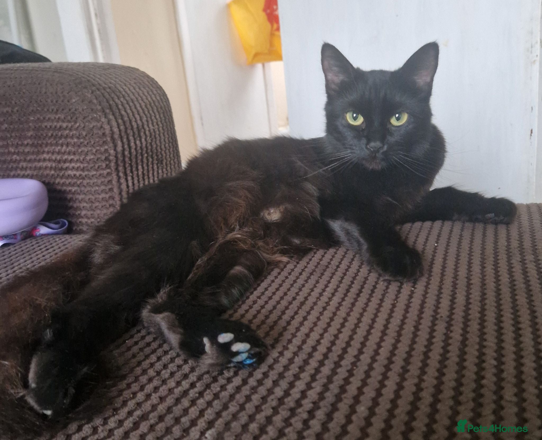 Mixed Breed cats Rag Doll x Main Coon had mixed kittens  - Advert 2