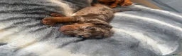 Miniature Dachshund dogs for sale: Beautiful Miniature Dachshunds  - Advert 6