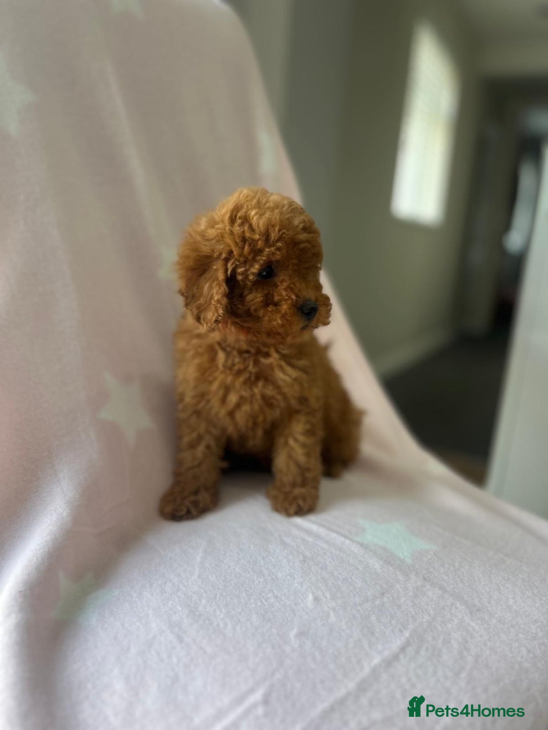 Miniature Poodle dogs for sale: Small size beautiful perfect poodle babys - Image 11