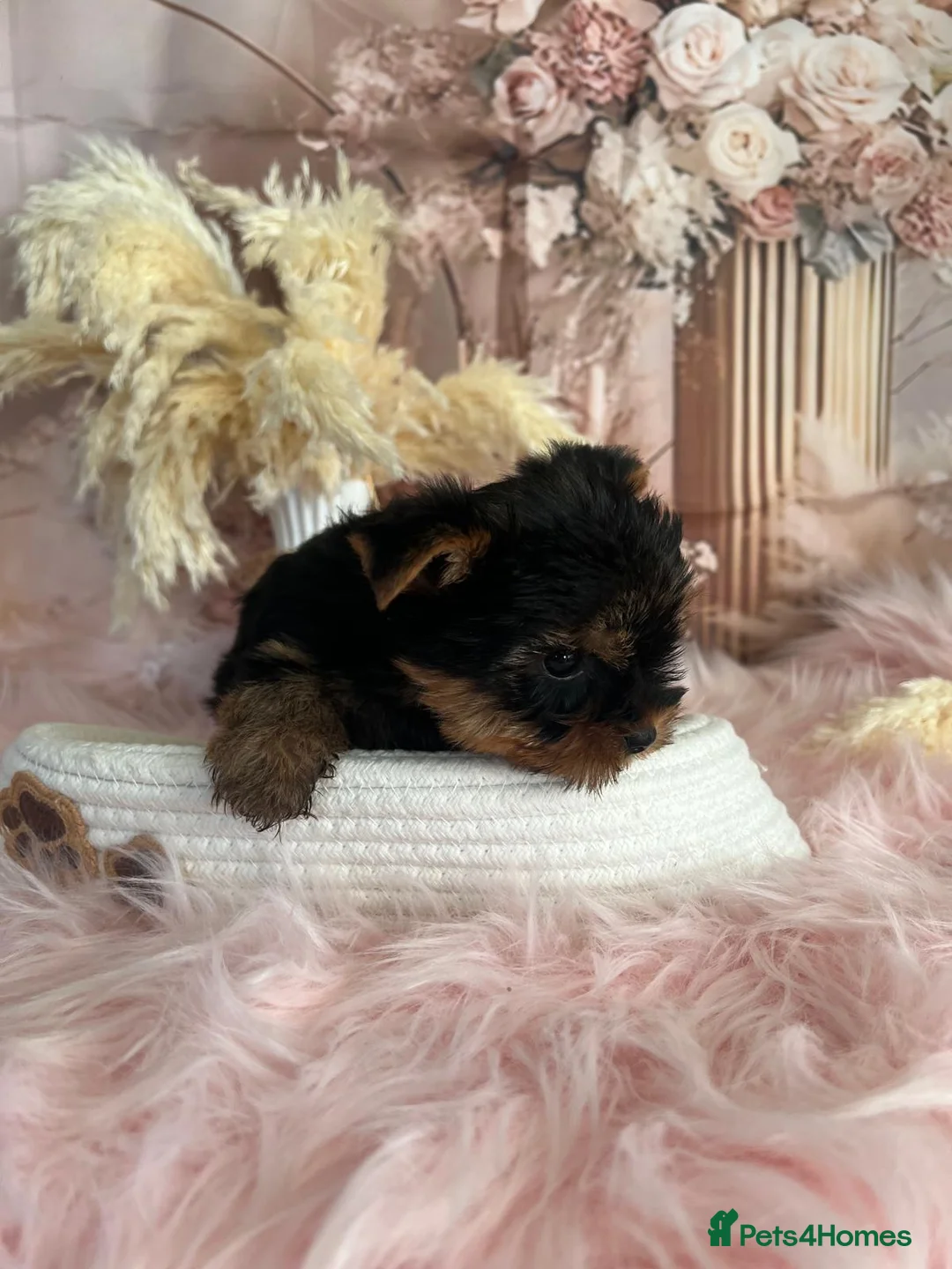 Yorkshire Terrier dogs for sale: Left one beautiful boy❤️ - Advert 7