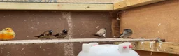 Finches birds for sale: Finches, zebs, bengs and canaries - Advert 3