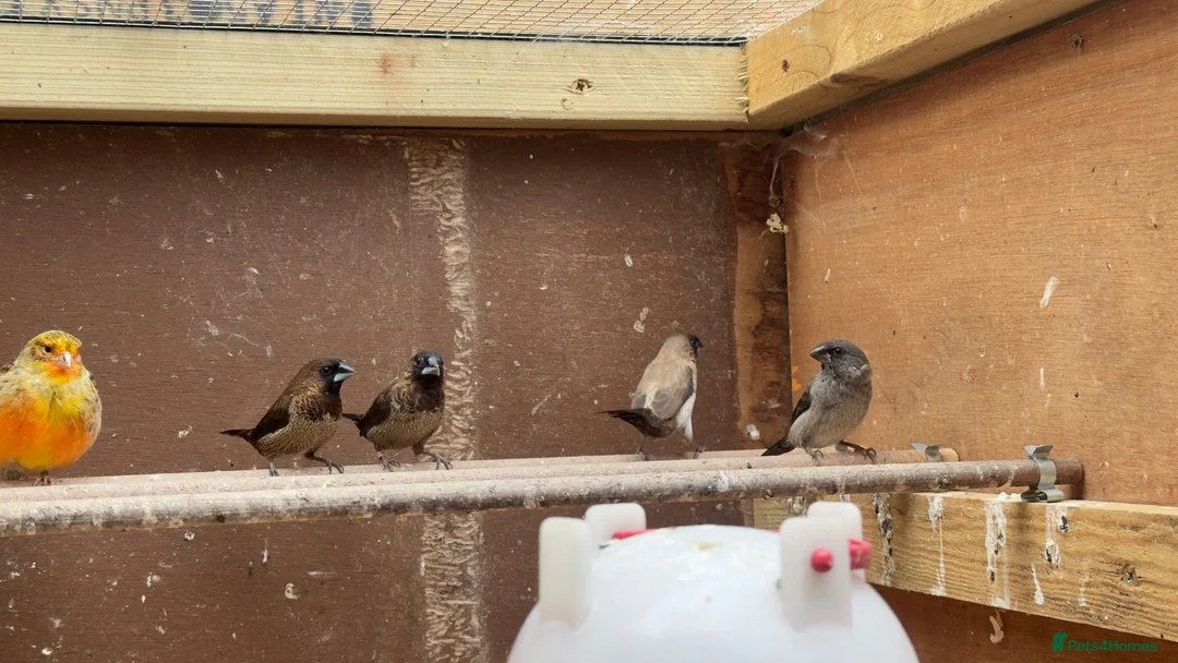 Finches birds for sale: Finches, zebs, bengs and canaries - Advert 3