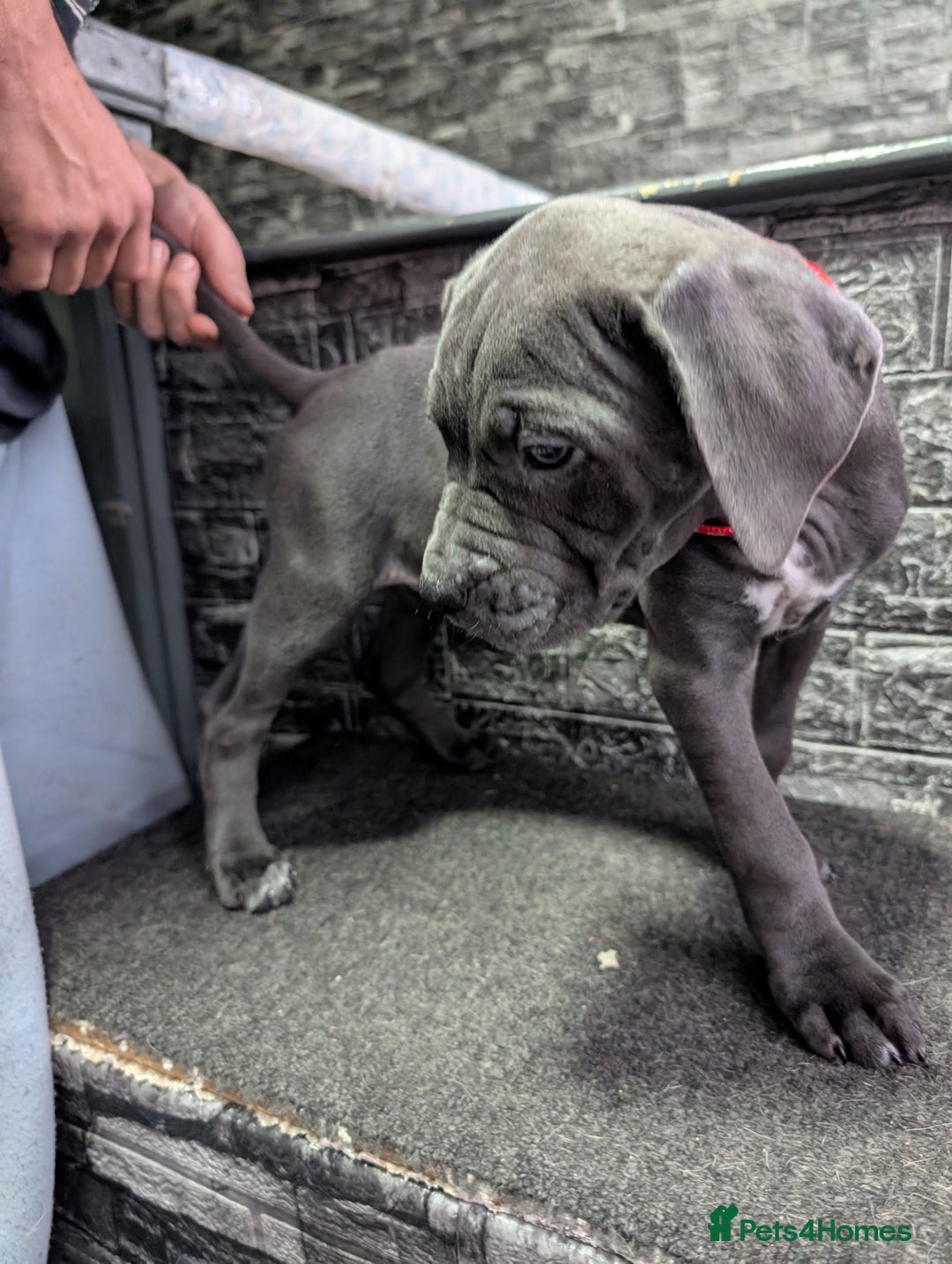 Cane Corso dogs for sale: Cane corso puppies  - Advert 23