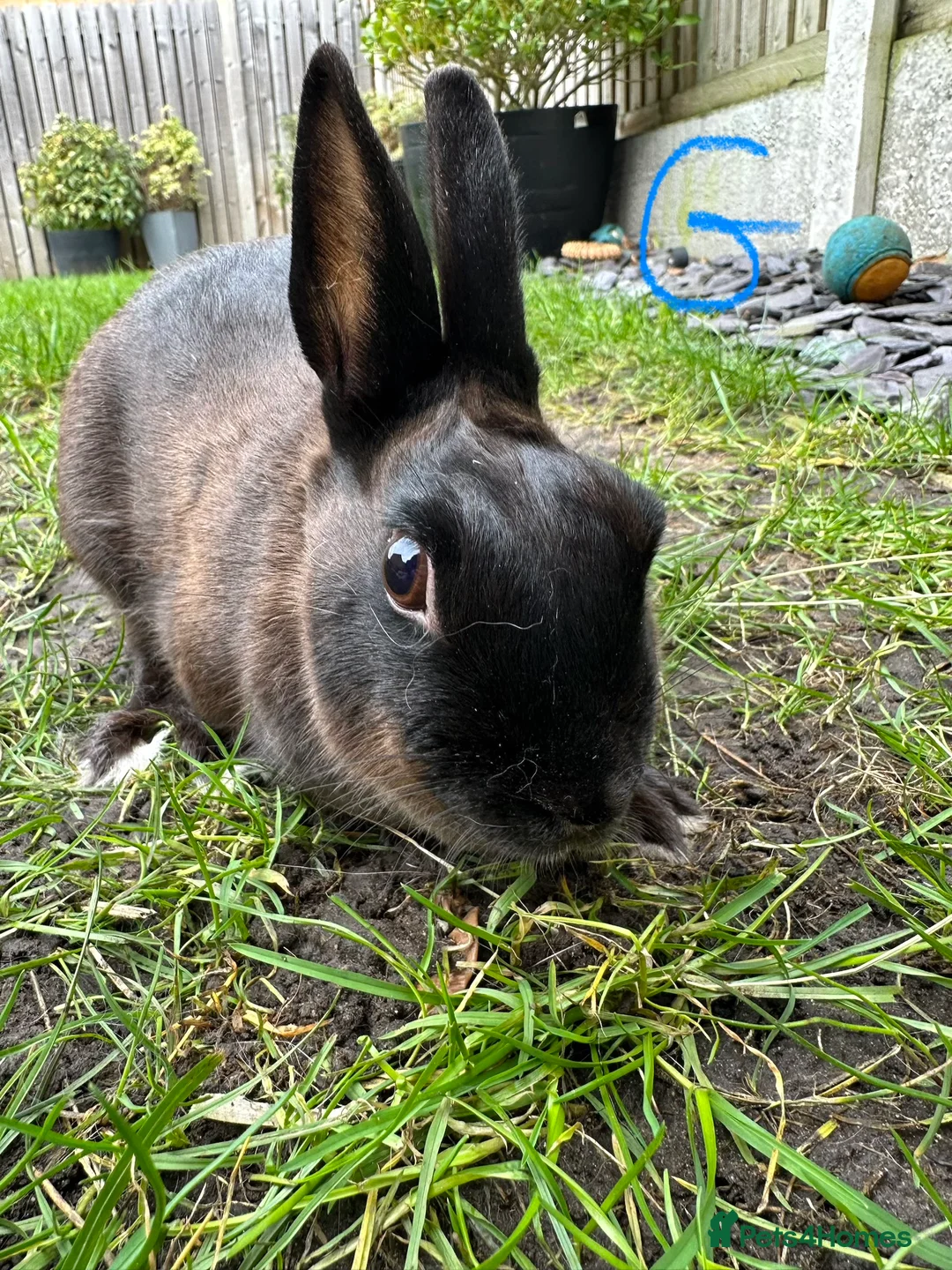 Netherland Dwarf rabbits for sale: Netherland Dwarf Rabbits for sale  - Advert 4