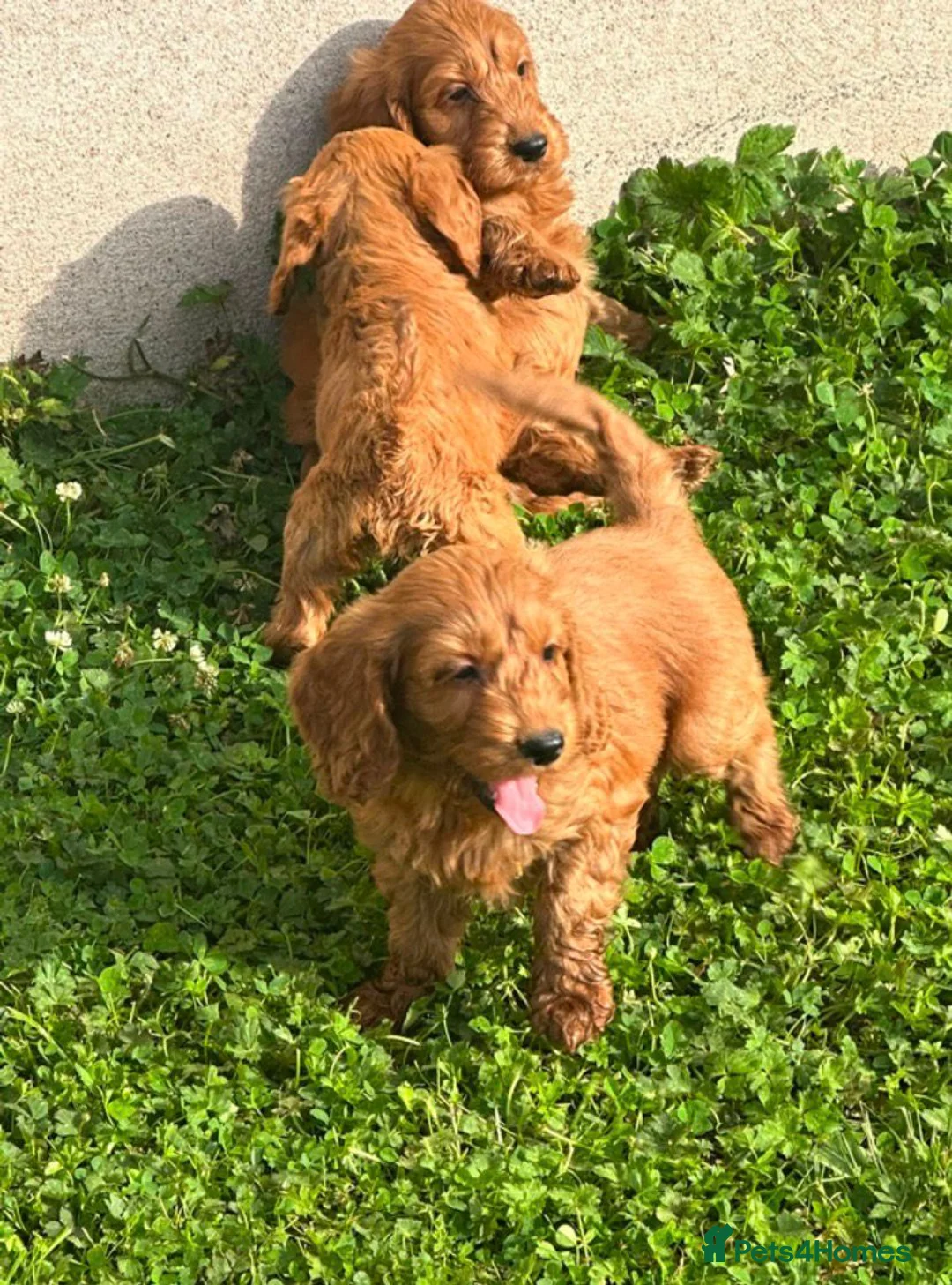 Cockapoo dogs for sale: Cockapoo Puppies Show Type - Advert 1