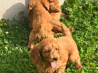Cockapoo dogs Cockapoo Puppies Show Type - Advert 1