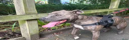 Staffordshire Bull Terrier dogs for stud: Vinny in Wrexham - Advert 3