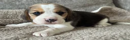 Beagle dogs for sale: TRUE SHOW TYPE KC REGISTERED BEAGLES - Advert 16