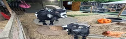 Goats livestock for sale: Two Pygmy Wethers in Cannock - Advert 5