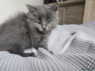 Maine Coon cats Maine Coon Kittens reservation - Advert 14