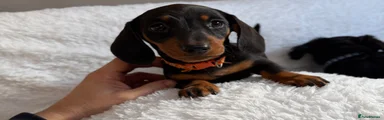 Miniature Dachshund Puppy 3