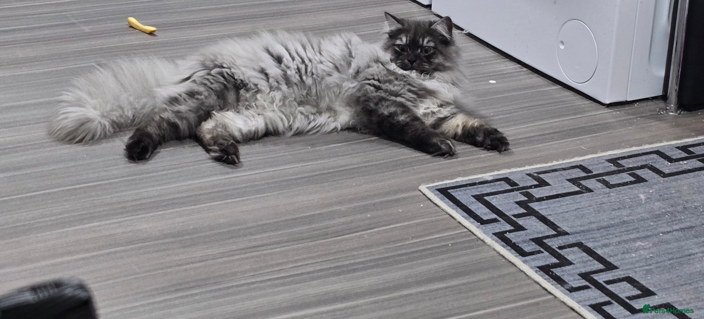 Persian cats Doll face persian stud only proven stud  - Advert 1