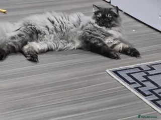 Persian cats Doll face persian stud only proven stud - Advert 1