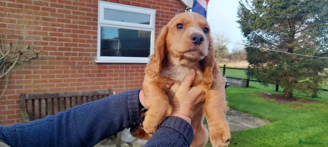 Cocker Spaniel dogs for sale: Working Cocker Spaniel - Advert 3