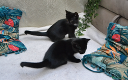 Mixed Breed cats for sale: Gorgeous Maine-Coon/Ragdoll/Bombay Mix Kittens!!! - Image 4