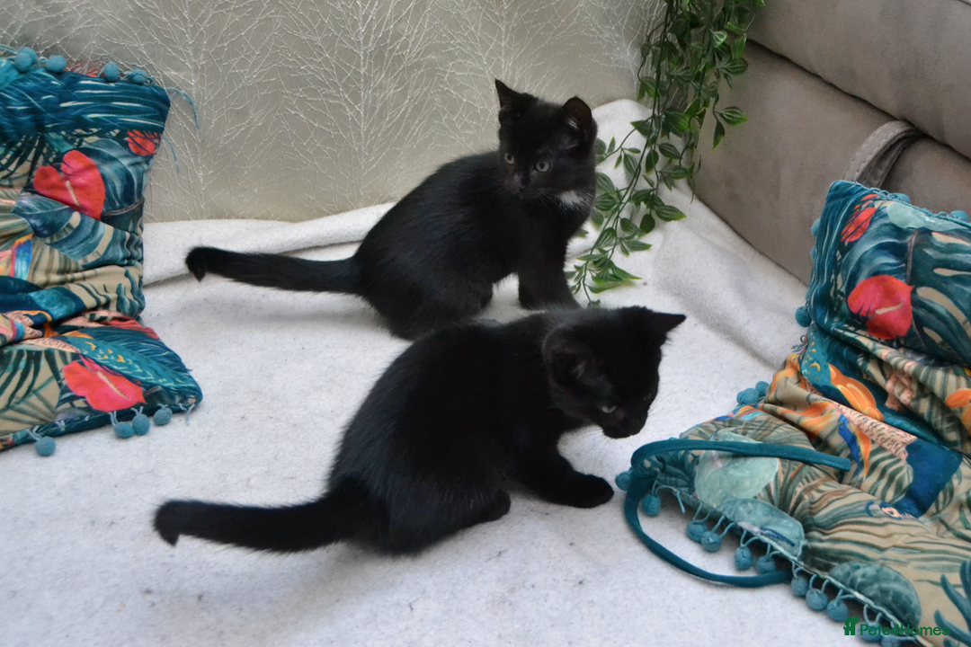 Mixed Breed cats for sale: Gorgeous Maine-Coon/Ragdoll/Bombay Mix Kittens!!! - Image 4