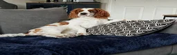 Mixed Breed dogs for sale: Cockalier - 14 weeks  in Worcester - Advert 1