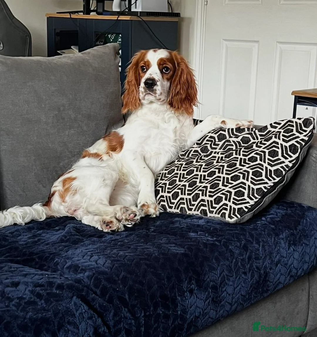 Mixed Breed dogs for sale: Cockalier - 14 weeks  in Worcester - Advert 1