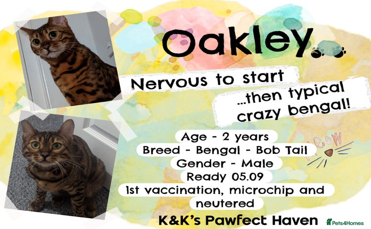 Domestic Shorthair cats - Advert 3