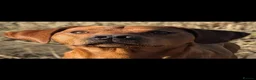 Labrador Retriever dogs for sale: Beautiful fox red Labrador pups for sale  - Advert 4