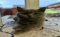 British Shorthair cats for sale: Kind Souls Fluffy Coats British Shorthair Kittens - Image 25