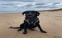 Labrador Retriever dogs for sale: Young female black lab  - Image 1