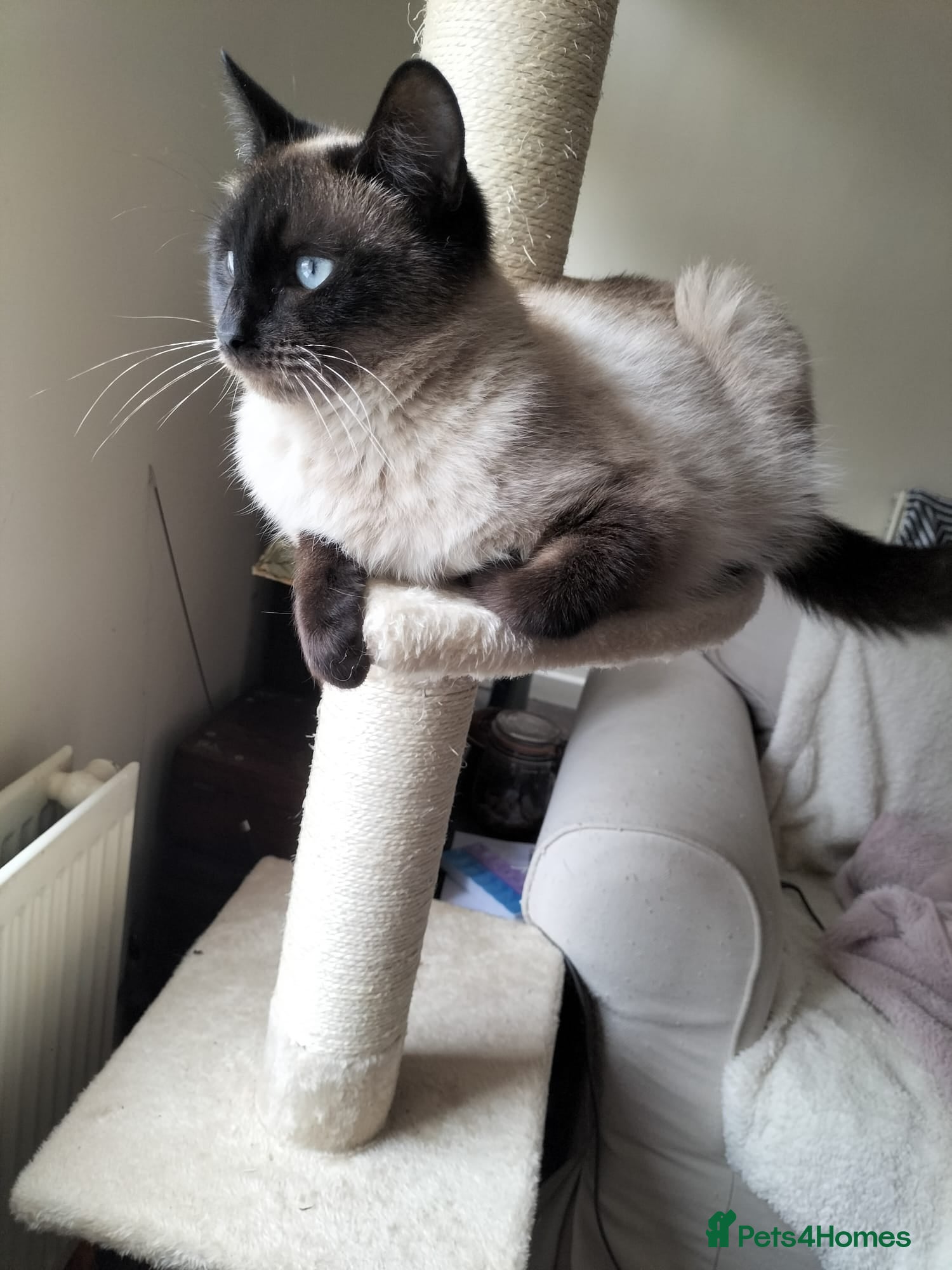 Siamese cats Meet Maggie ♥️ - Advert 1