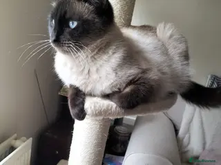 Siamese cats Meet Maggie ♥️ - Advert 2