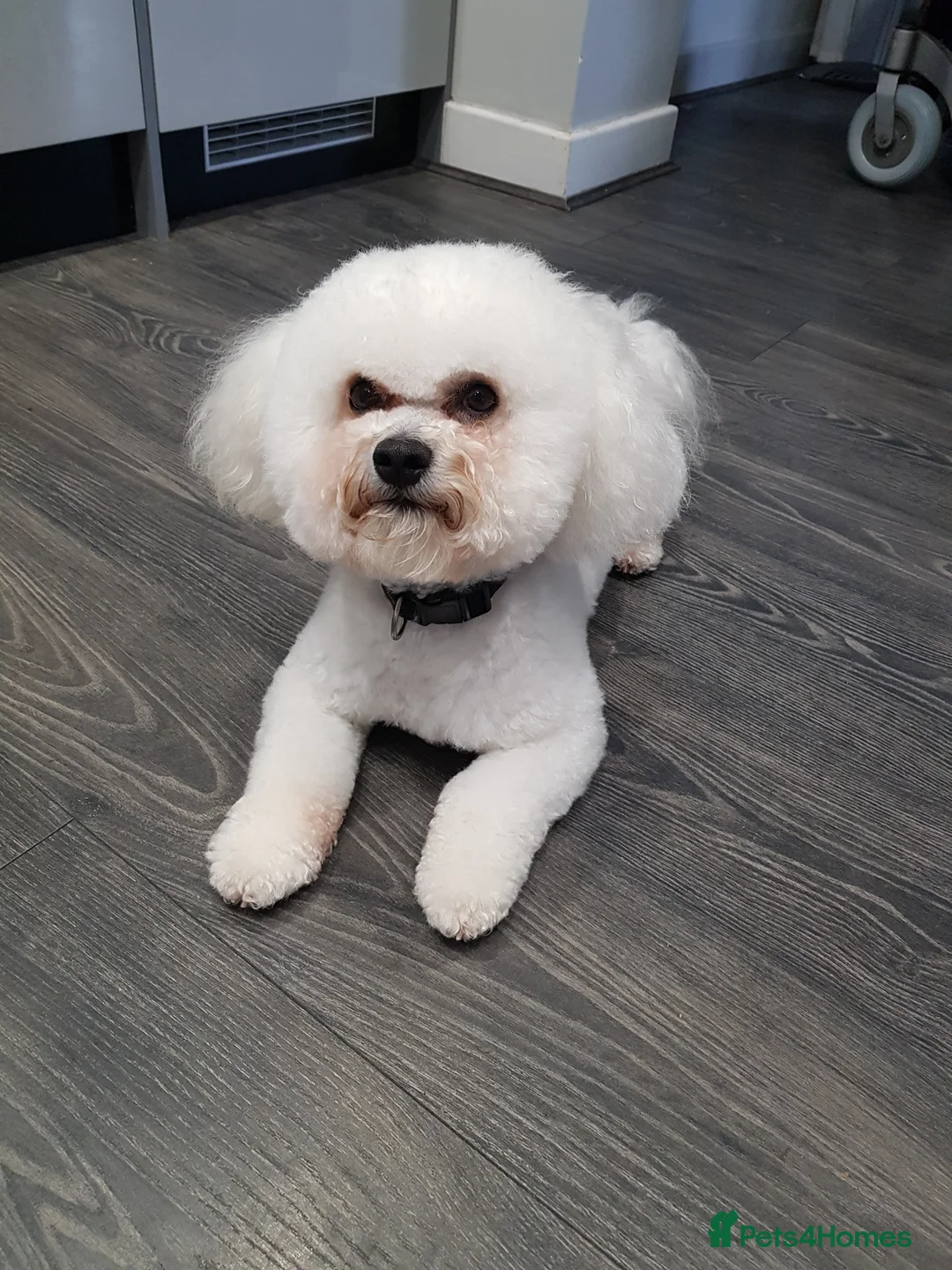Bichon Frise dogs for stud: Dog for stud  pedigree bichon frise great dog in Newton Stewart - Advert 2