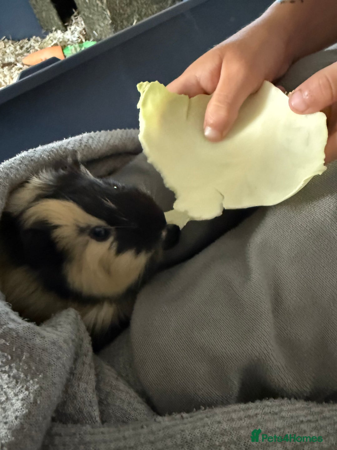 Guinea Pig rodents for sale: 2 guinea pigs plus indoor cage and accessories  - Image 3