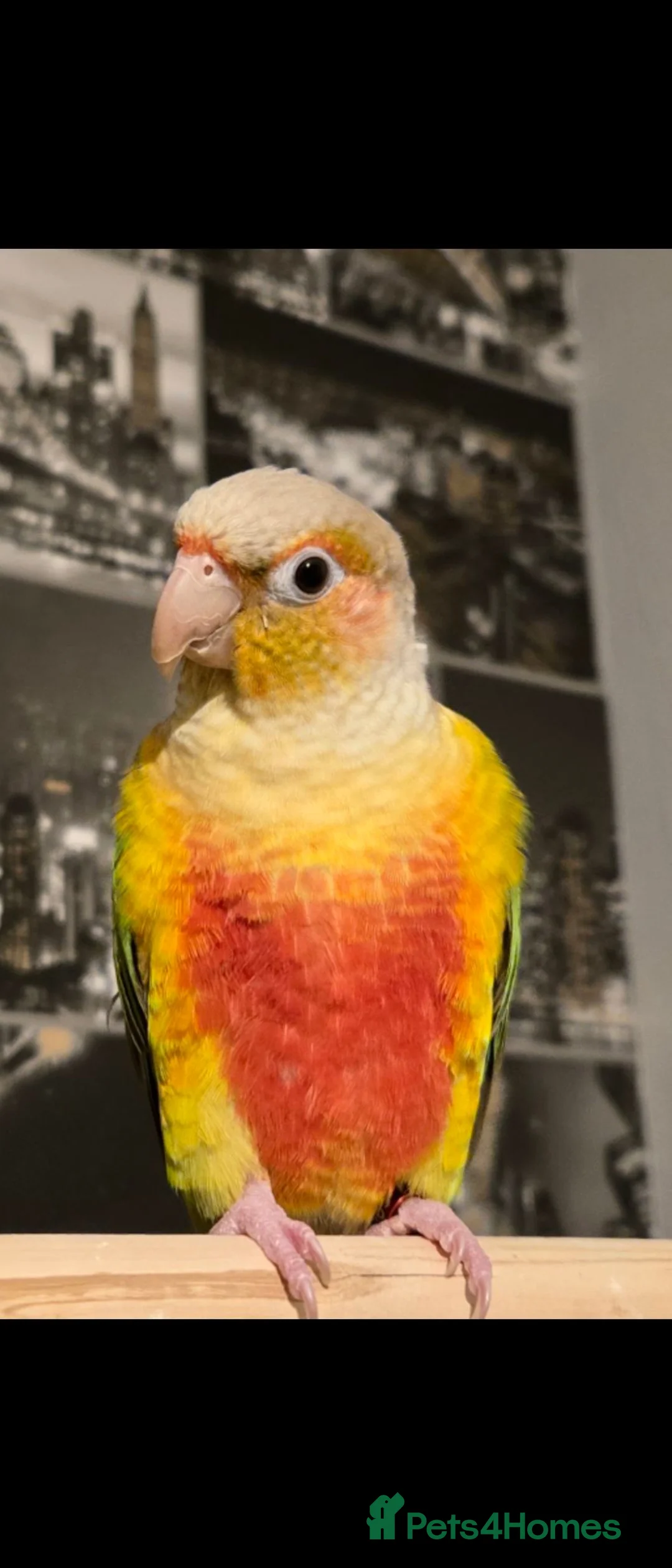Conures birds for sale: Pineapple Green Cheek Conure- kirby  in Buckingham - Advert 2