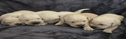 Goldador dogs for sale: 🐾 Beautiful Goldador Puppies Raised with Love 🐶 in Coventry - Advert 5