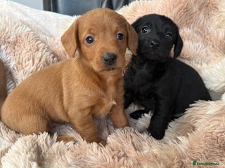 Mixed Breed dogs Daxipoo pups - Advert 2