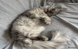 Mixed Breed cats for sale: unique grey smoke tipped female Persian cross  - Image 5