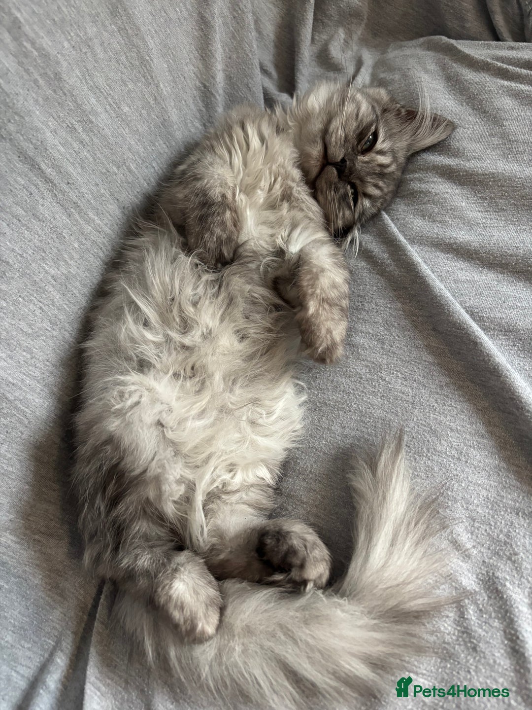 Mixed Breed cats for sale: unique grey smoke tipped female Persian cross  - Image 5