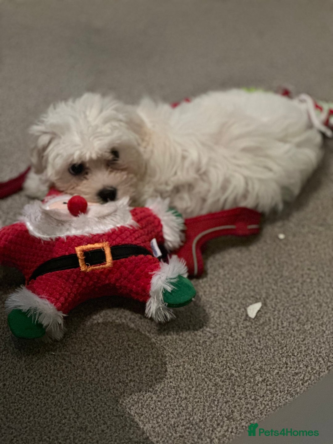 Bichon Frise dogs for sale: Two small Bichon Frise ready for their new home - Image 14