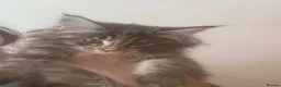 Maine Coon cats for sale: Gorgeous kittens  - Advert 3