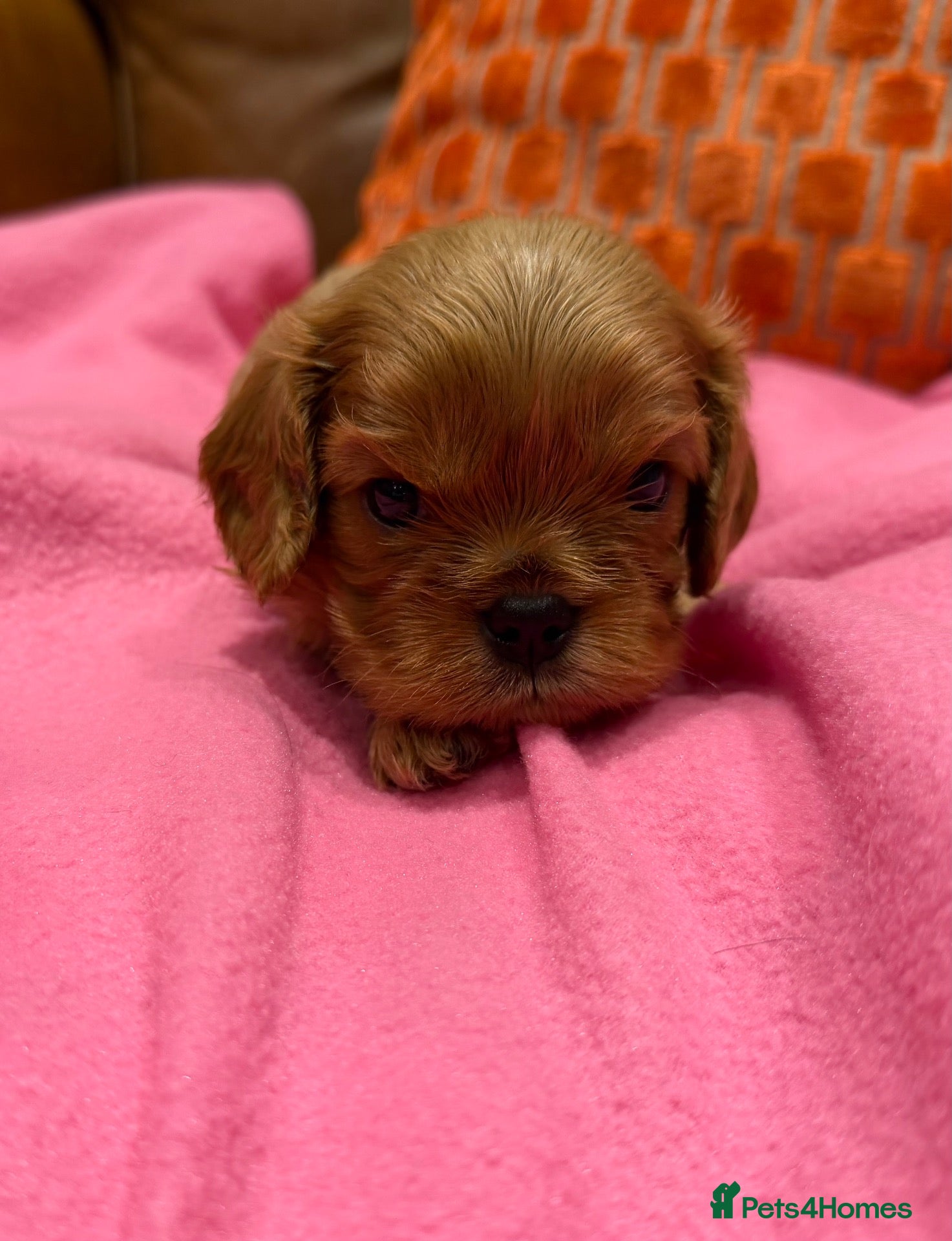 Cavalier King Charles Spaniel dogs KC reg 1 pure ruby boy and 1 Blenheim boy  - Advert 2