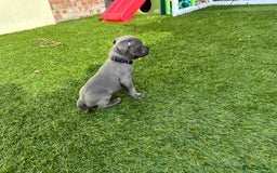 Staffordshire Bull Terrier dogs for sale: Stunning Blue staffy KC Registered Bullscaff Pups - Image 13
