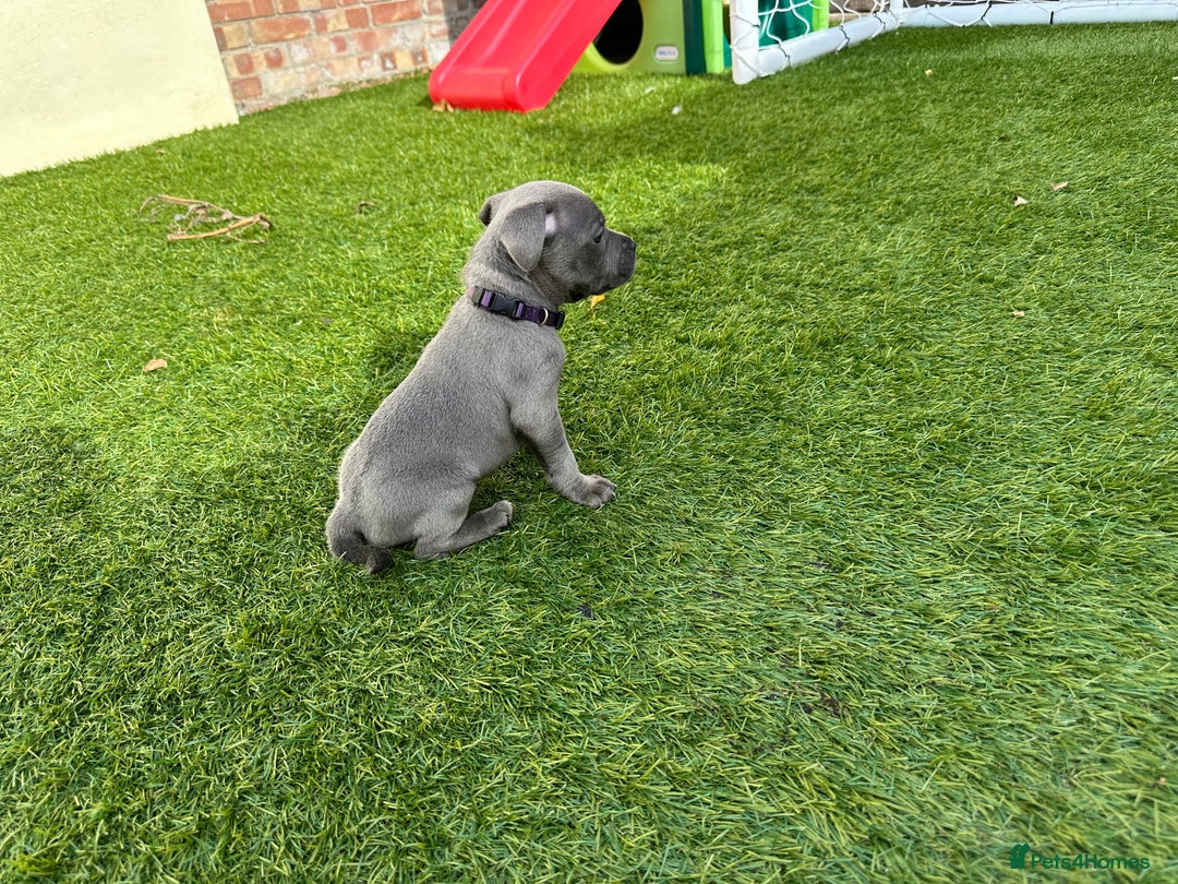 Staffordshire Bull Terrier dogs for sale: Stunning Blue staffy KC Registered Bullscaff Pups - Image 13