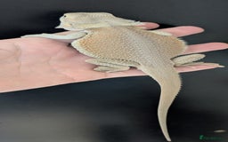 Bearded Dragon reptiles for sale: Witblits Bearded Dragon Babies ready now  - Image 6