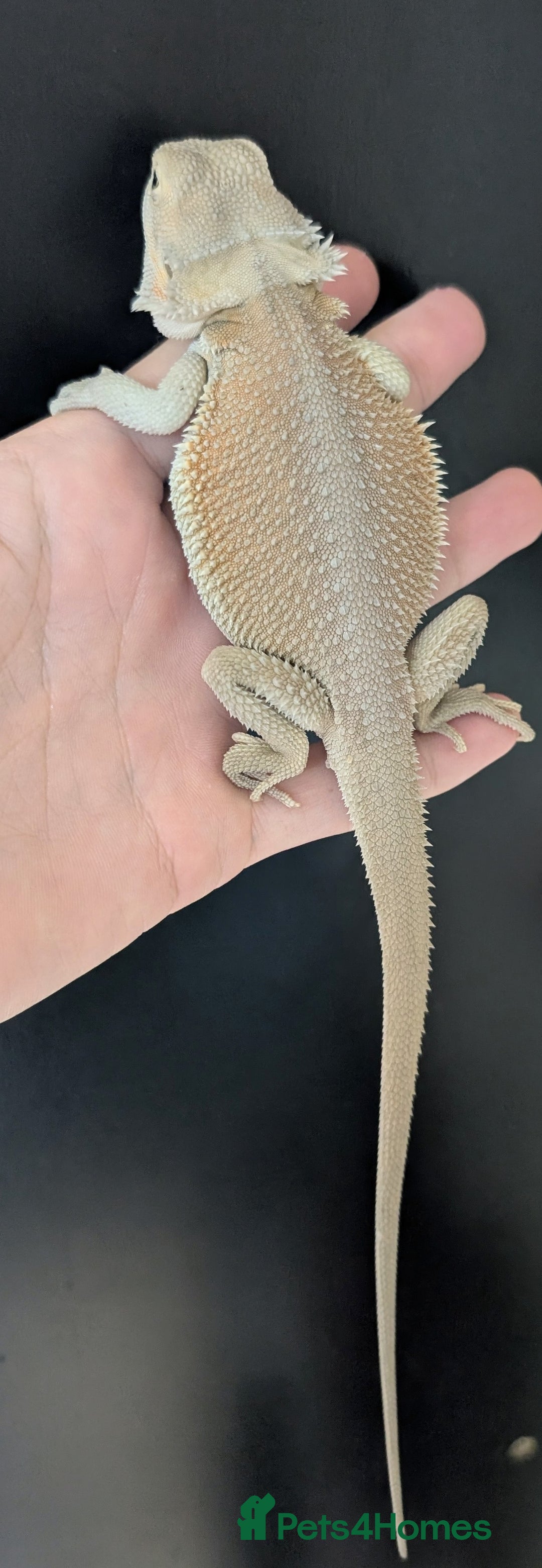 Bearded Dragon reptiles for sale: Witblits Bearded Dragon Babies ready now  - Image 6