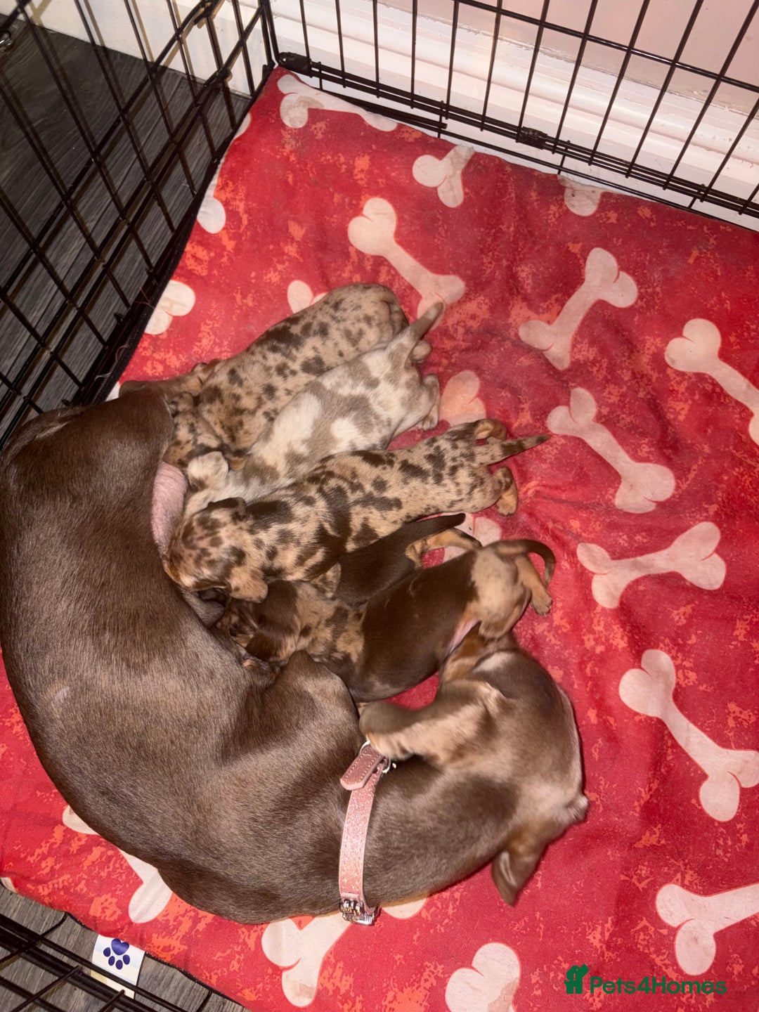 Miniature Dachshund dogs for sale: 🐾 Miniature Dachshund Puppies KC Registered  - Advert 1