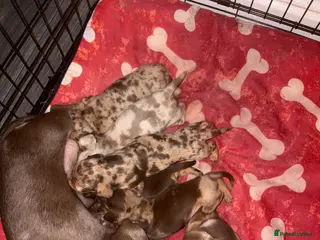 Miniature Dachshund dogs 🐾 Miniature Dachshund Puppies KC Registered - Advert 16