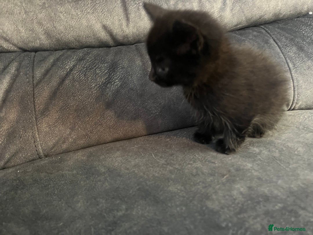 Turkish Angora cats for sale: Kittens ❤️ - Image 11