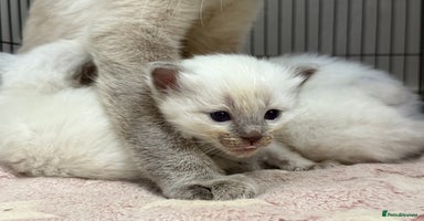 Ragdoll cats - Advert 6