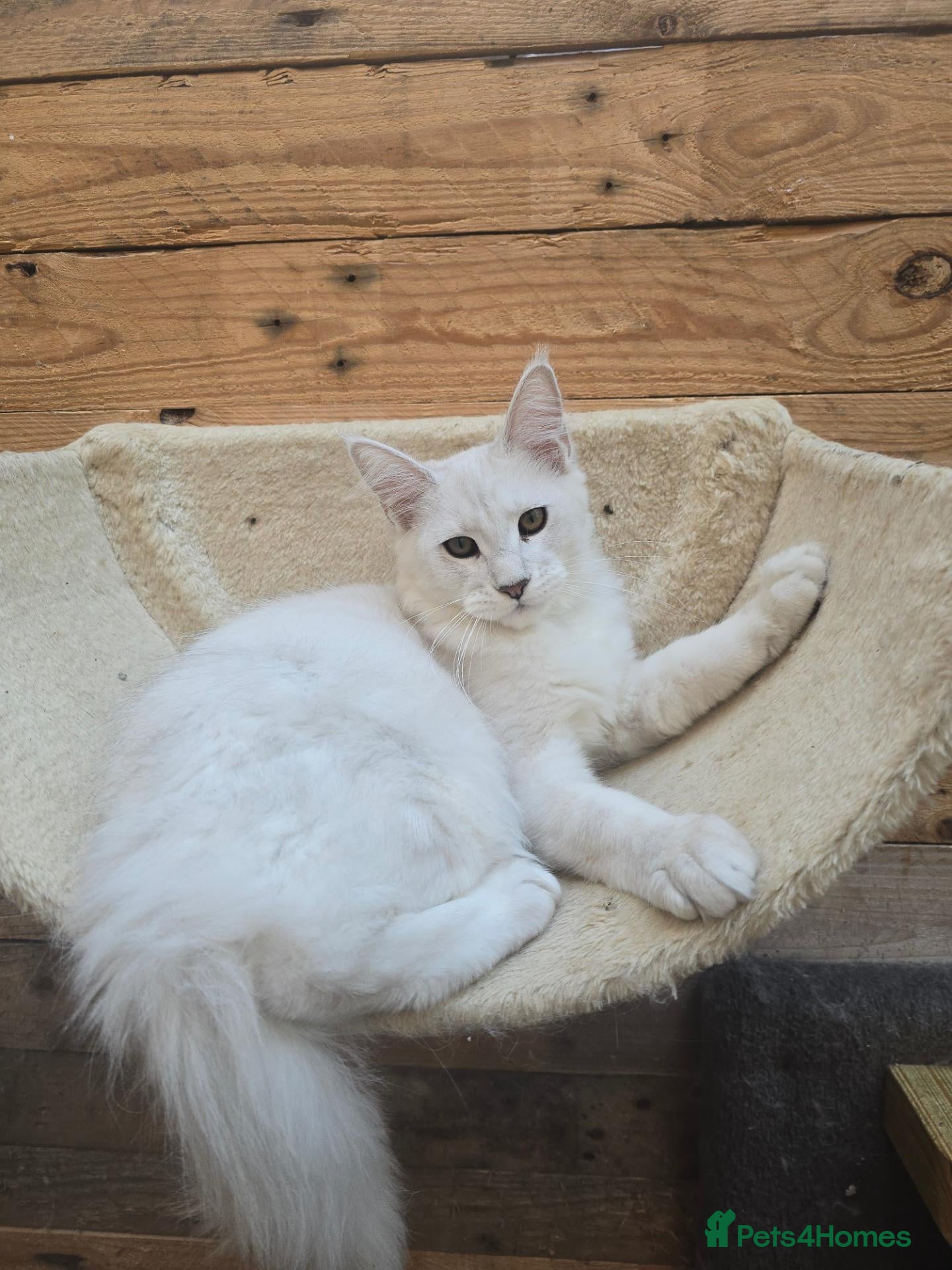 Maine Coon cats READY NOW Maine Coons Shaded & Silver - Advert 1